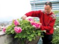 “牡丹癡迷者”武貴明：畢生研究栽培牡丹技術(shù)