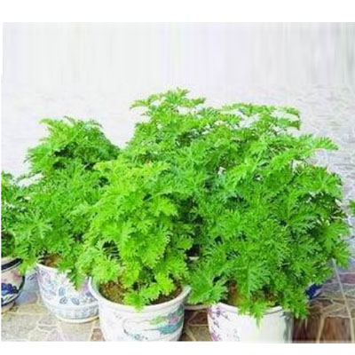 驅蚊草