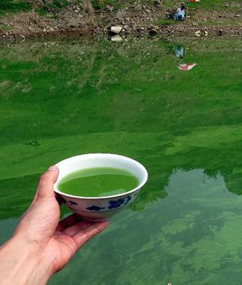 三峽庫區支流因磷礦排污暴發水華