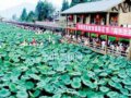 西昌市高枧首屆“荷花節(jié)”開幕（組圖）