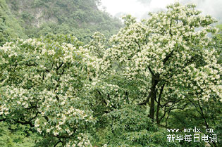 香果樹