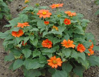 腫柄菊