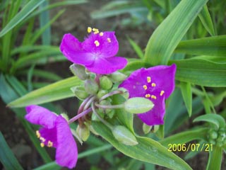 紫露草粉花