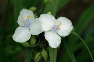 紫露草白花