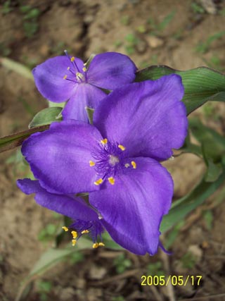 紫露草藍紫花