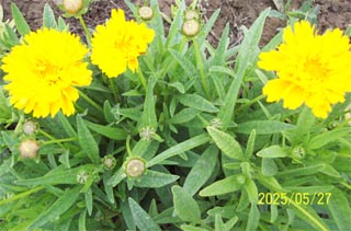 大花金雞菊