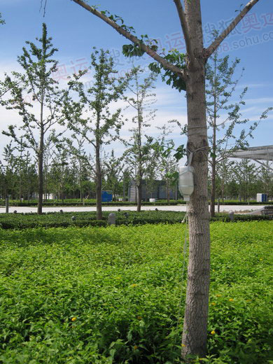 園林部門為奧林匹克公園樹苗打吊?補營養(yǎng)
