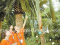 廣州將辦棕櫚行業(yè)發(fā)展研討會