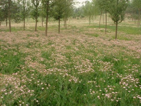 野花組合應用實例 - 植物景觀賞析