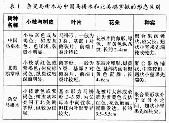 中國(guó)馬褂木、北美鵝掌楸及雜交馬褂木的形態(tài)區(qū)別