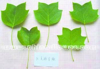 北美鵝掌楸葉片