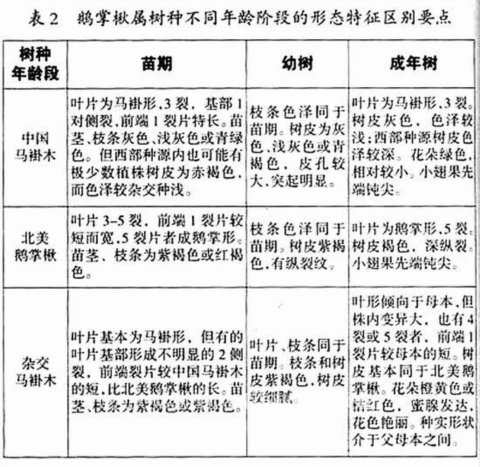 馬褂木