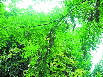 絨毛皂莢