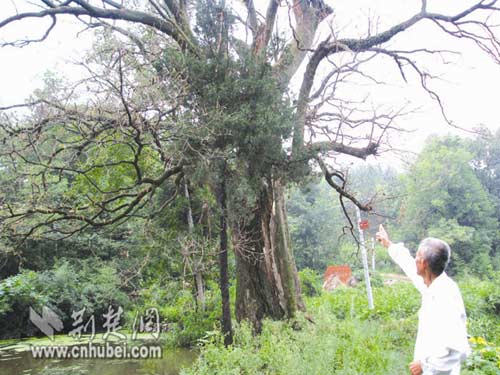 三百歲古樹遭蟲侵蝕 性命堪憂