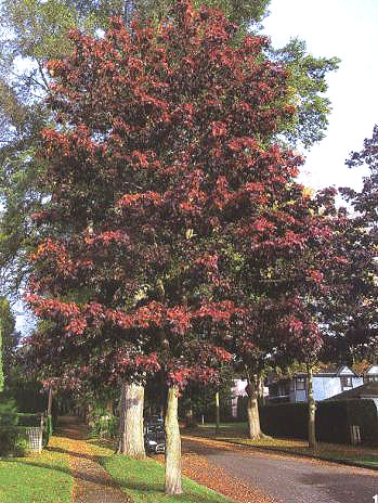 ‘紅衛(wèi)兵’挪威槭植株