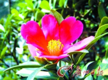 杜鵑紅山茶