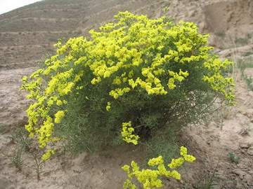 黃花磯松