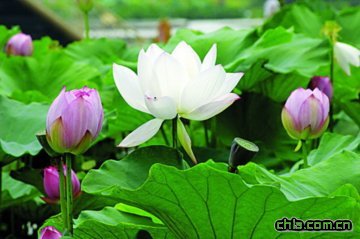 荷花展將首次落戶相城荷塘月色濕地公園