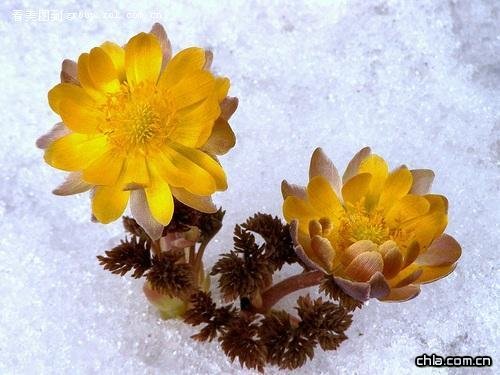 (c)K(Adonis amurensis)
