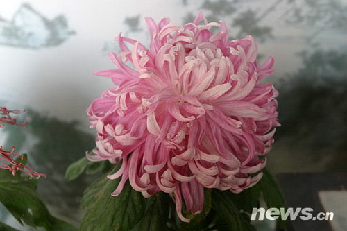 菊花品種??旭日
