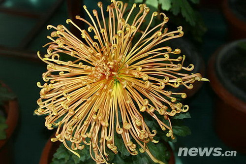 菊花品種??天女的美
