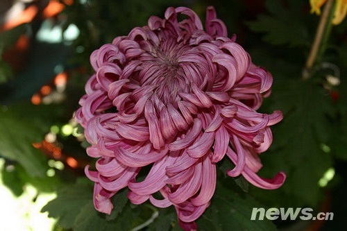 菊花品種??犀玉滿頭