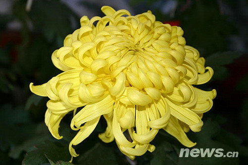 菊花品種??越山芽文