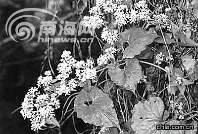“植物殺手”薇甘菊遠涉重洋入侵海南