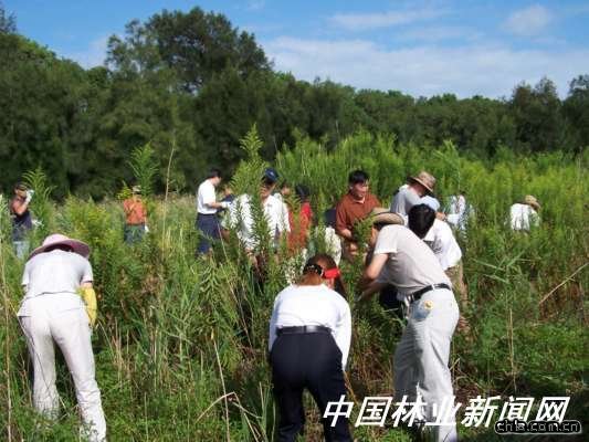 普陀山清除一枝黃花不懈怠