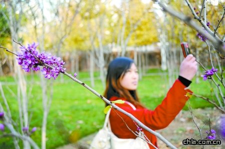 鄭州：紫荊反季開花(圖)