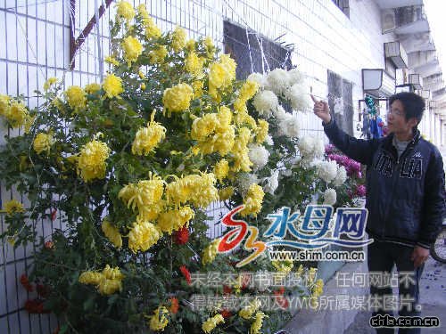 喝油菊花“瘋長”不止 株比人高花開百朵
