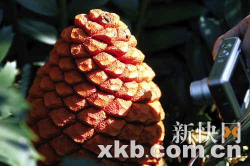 華南植物園瀕危鐵樹開紅花(圖)