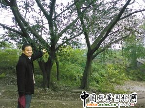 重慶：北碚區(qū)廢墟驚現(xiàn)30年“夫妻”黃葛樹(shù)(圖)