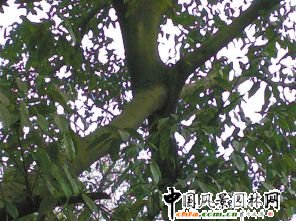 重慶：北碚區(qū)廢墟驚現(xiàn)30年“夫妻”黃葛樹(shù)(圖)