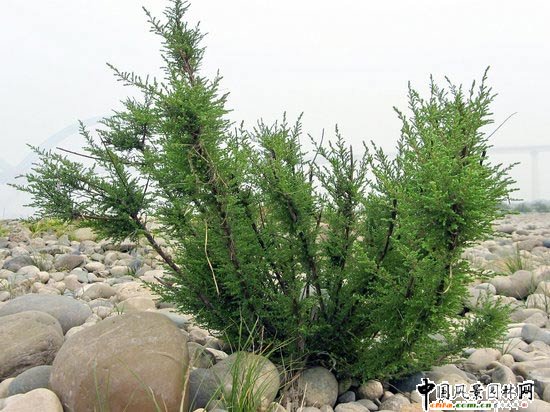 湖北發現大片瀕臨滅絕植物疏花水柏枝(圖)