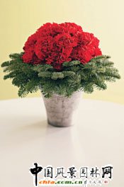 圣誕花藝DIY(組圖)