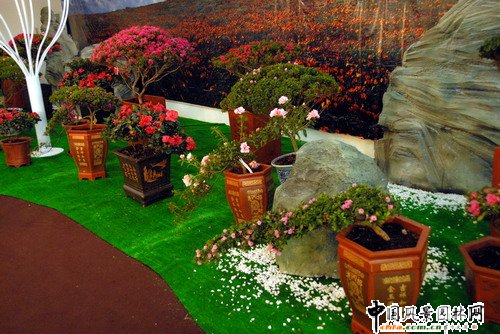 深圳園博園杜鵑花卉展(組圖)