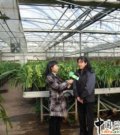 訪北林科技張偉博士：09年年宵花行情分析