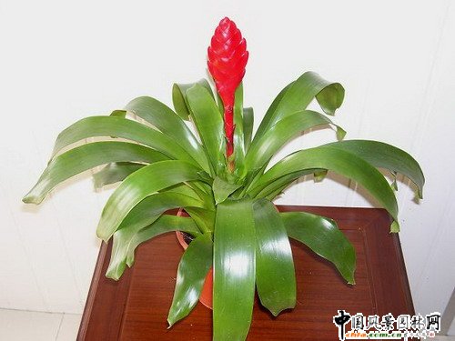 觀賞鳳梨品種欣賞