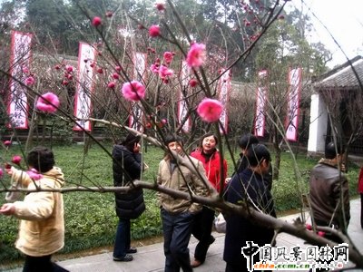成都：草堂花卉鬧新春