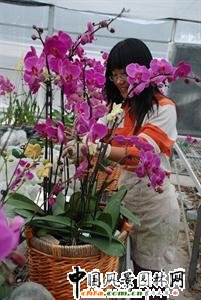 臺州：蝴蝶蘭市場前景看好(圖)