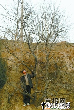 北京房山發現2480株野生檉柳(圖)