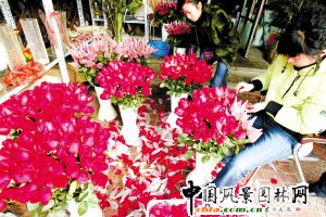 北京：春節(jié)收益少于往年 花商力拼情人節(jié)玫瑰經(jīng)濟(jì)(圖)