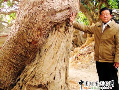 福建省福清市：百年樟樹遭白蟻“掏心” 望有關部門來“體檢”（圖）