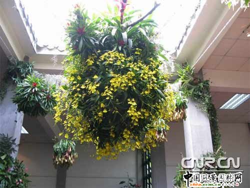 第15屆廣州園林博覽會 春花綻放游人醉(組圖)