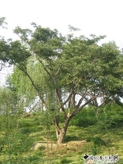 2008社會優(yōu)質(zhì)工程之大興區(qū)舊宮鎮(zhèn)旺興湖郊野公園