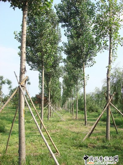 2008社會優質工程之大興區舊宮鎮旺興湖郊野公園