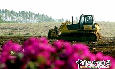湛江：打造全國最大熱帶花卉市場