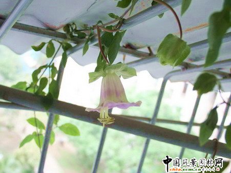 電燈花
