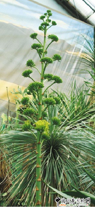 一生只開一次 上海植物園三株龍舌蘭齊綻放